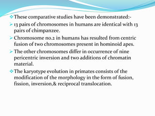 These comparative studies have been demonstrated:-
 13 pairs of chromosomes in humans are identical with 13
pairs of chimpanzee.
 Chromosome no.2 in humans has resulted from centric
fusion of two chromosomes present in hominoid apes.
 The other chromosomes differ in occurrence of nine
pericentric inversion and two additions of chromatin
material.
The karyotype evolution in primates consists of the
modification of the morphology in the form of fusion,
fission, inversion,& reciprocal translocation.
 
