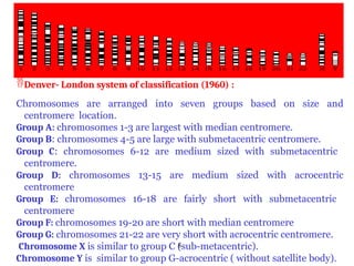Comprehensive Human Karyotype Analysis and Cytogenetics Overview | PPTX