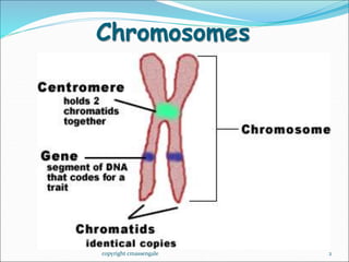 Karyotype lab ppt.ppt