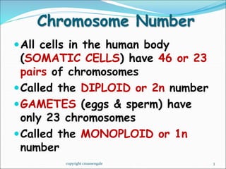 Karyotype lab ppt.ppt