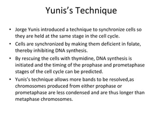 Yunis’s Technique Jorge Yunis introduced a technique to synchronize cells so they are held at the same stage in the cell cycle. Cells are synchronized by making them deficient in folate, thereby inhibiting DNA synthesis.  By rescuing the cells with thymidine, DNA synthesis is initiated and the timing of the prophase and prometaphase stages of the cell cycle can be predicted.  Yunis’s technique allows more bands to be resolved,as chromosomes produced from either prophase or prometaphase are less condensed and are thus longer than metaphase chromosomes. 