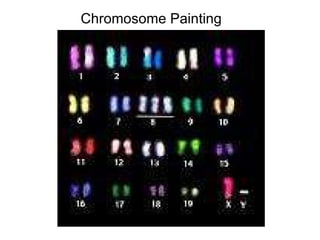 Chromosome Painting 