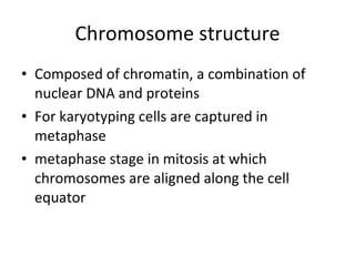 Chromosome structure Composed of chromatin, a combination of nuclear DNA and proteins For karyotyping cells are captured in metaphase  metaphase stage in mitosis at which chromosomes are aligned along the cell equator 