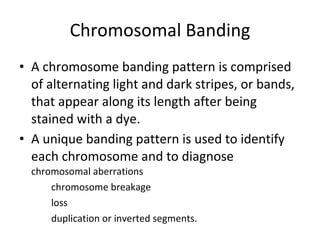 Chromosomal Banding A chromosome banding pattern is comprised of alternating light and dark stripes, or bands, that appear along its length after being stained with a dye. A unique banding pattern is used to identify each chromosome and to diagnose  chromosomal aberrations chromosome breakage loss duplication or inverted segments. 