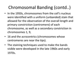 Chromosomal Banding (contd..) In the 1950s, chromosomes from the cell’s nucleus were identified with a uniform (unbanded) stain that allowed for the observation of the overall length and primary constriction (centromere) of each chromosome, as well as a secondary constriction in chromosomes 1, 9, 16 and the acrocentrics (chromosomes whose centromeres are near the tips). The staining techniques used to make the bands visible were developed in the late 1960s and early 1970s . 