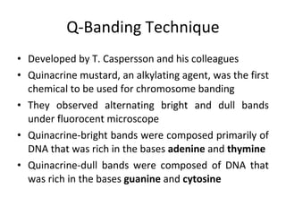Q-Banding Technique Developed by T. Caspersson and his colleagues Quinacrine mustard, an alkylating agent, was the first chemical to be used for chromosome banding They observed alternating bright and dull bands under fluorocent microscope Quinacrine-bright bands were composed primarily of DNA that was rich in the bases  adenine  and  thymine   Quinacrine-dull bands were composed of DNA that was rich in the bases  guanine  and  cytosine 