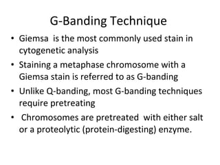 G-Banding Technique  Giemsa  is the most commonly used stain in cytogenetic analysis Staining a metaphase chromosome with a Giemsa stain is referred to as G-banding Unlike Q-banding, most G-banding techniques require pretreating Chromosomes are pretreated  with either salt or a proteolytic (protein-digesting) enzyme.  