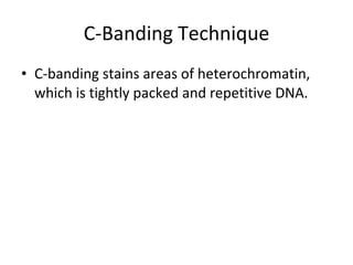 C-Banding Technique <ul><li>C-banding stains areas of heterochromatin, which is tightly packed and repetitive DNA. </li></ul>