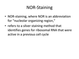 NOR-Staining <ul><li>NOR-staining, where NOR is an abbreviation for “nucleolar organizing region,”  </li></ul><ul><li>refe...