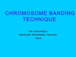 CHROMOSOME BANDING
TECHNIQUE
DR.G.KALAISELVI
ASSISTANT PROFESSOR, TANUVAS
INDIA
 