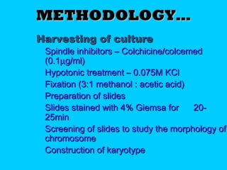 METHODOLOGY…METHODOLOGY…
Harvesting of cultureHarvesting of culture
 Spindle inhibitors – Colchicine/colcemedSpindle inhibitors – Colchicine/colcemed
(0.1(0.1µµg/ml)g/ml)
 Hypotonic treatment – 0.075M KClHypotonic treatment – 0.075M KCl
 Fixation (3:1 methanol : acetic acid)Fixation (3:1 methanol : acetic acid)
 Preparation of slidesPreparation of slides
 Slides stained with 4% Giemsa for 20-Slides stained with 4% Giemsa for 20-
25min25min
 Screening of slides to study the morphology ofScreening of slides to study the morphology of
chromosomechromosome
 Construction of karyotypeConstruction of karyotype
 