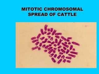 MITOTIC CHROMOSOMALMITOTIC CHROMOSOMAL
SPREAD OF CATTLESPREAD OF CATTLE
 