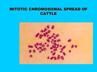 MITOTIC CHROMOSOMAL SPREAD OFMITOTIC CHROMOSOMAL SPREAD OF
CATTLECATTLE
 