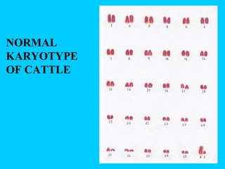NORMAL
KARYOTYPE
OF CATTLE
 