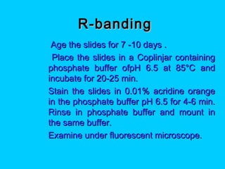 R-bandingR-banding
 Age the slides for 7 -10 days .Age the slides for 7 -10 days .
 Place the slides in a Coplinjar containingPlace the slides in a Coplinjar containing
phosphate buffer ofpH 6.5 at 85°C andphosphate buffer ofpH 6.5 at 85°C and
incubate for 20-25 min.incubate for 20-25 min.
 Stain the slides in 0.01% acridine orangeStain the slides in 0.01% acridine orange
in the phosphate buffer pH 6.5 for 4-6 min.in the phosphate buffer pH 6.5 for 4-6 min.
Rinse in phosphate buffer and mount inRinse in phosphate buffer and mount in
the same buffer.the same buffer.
 Examine under fluorescent microscope.Examine under fluorescent microscope.
 
