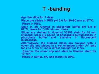 T -bandingT -banding
 Age the slide for 7 days.Age the slide for 7 days.
 Place the slides in PBS pH 5.0 for 20-60 min at 87°C.Place the slides in PBS pH 5.0 for 20-60 min at 87°C.
 Rinse in PBS.Rinse in PBS.
 Stain in 3% Giemsa in phosphate buffer pH 6.8 atStain in 3% Giemsa in phosphate buffer pH 6.8 at
87°C, leave for 5-30 min and rinse.87°C, leave for 5-30 min and rinse.
 Slides are stained in Hoechst 33258 stain for 10 minSlides are stained in Hoechst 33258 stain for 10 min
(Hoechst stain 0.5 pg/m1 of phosphate buffer).Rinse in(Hoechst stain 0.5 pg/m1 of phosphate buffer).Rinse in
phosphate buffer and examine in fluorescentphosphate buffer and examine in fluorescent
microscope.microscope.
 Alternatively, the stained slides are covered with aAlternatively, the stained slides are covered with a
cover slip and placed in a wet chamber under UV lampcover slip and placed in a wet chamber under UV lamp
for 2 to 3 hrs or under direct sunlight for 2 hrs.for 2 to 3 hrs or under direct sunlight for 2 hrs.
 Remove the cover slip and stain in Giemsa stain forRemove the cover slip and stain in Giemsa stain for
10 min.10 min.
 Rinse in buffer, dry and mount in DPX.Rinse in buffer, dry and mount in DPX.
 