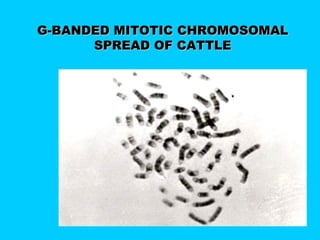 G-BANDED MITOTIC CHROMOSOMALG-BANDED MITOTIC CHROMOSOMAL
SPREAD OF CATTLESPREAD OF CATTLE
 