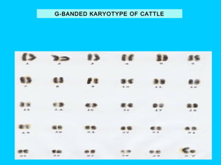 G-BANDED KARYOTYPE OF CATTLE
 