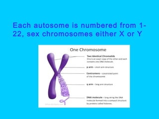  Each autosome is numbered from 1-
22, sex chromosomes either X or Y
 