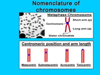 Nomenclature ofNomenclature of
chromosomeschromosomes
 