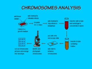 CHROMOSOMES ANALYSISCHROMOSOMES ANALYSIS
 