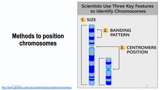 Methods to position
chromosomes
http://learn.genetics.utah.edu/content/basics/readchromosomes/
6/18/2017 10
 