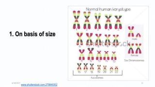 1. On basis of size
www.shutterstock.com.279849302
6/18/2017 11
 