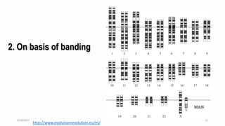 2. On basis of banding
http://www.evolutionrevolution.eu/es/
6/18/2017 12
 