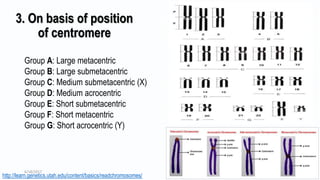 3. On basis of position
of centromere
http://learn.genetics.utah.edu/content/basics/readchromosomes/
Group A: Large metacentric
Group B: Large submetacentric
Group C: Medium submetacentric (X)
Group D: Medium acrocentric
Group E: Short submetacentric
Group F: Short metacentric
Group G: Short acrocentric (Y)
6/18/2017 13
 