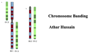 Athar Hussain
Chromosome Banding
 