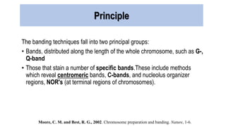 The banding techniques fall into two principal groups:
• Bands, distributed along the length of the whole chromosome, such as G-,
Q-band
• Those that stain a number of specific bands.These include methods
which reveal centromeric bands, C-bands, and nucleolus organizer
regions, NOR's (at terminal regions of chromosomes).
Principle
Moore, C. M. and Best, R. G., 2002. Chromosome preparation and banding. Nature, 1-6.
 