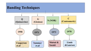 Banding Techniques
Q
(Quinarcine)
G
(Giemsa)
N (NOR)
C
(Centromeric)
1958 1971 1973 1978
Casperson
et.al
Summer
et.al
Matsui &
Sasaki
Linde
&Laursen
 