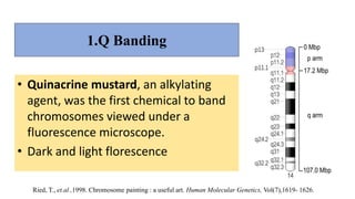 1.Q Banding
• Quinacrine mustard, an alkylating
agent, was the first chemical to band
chromosomes viewed under a
fluorescence microscope.
• Dark and light florescence
Ried, T., et.al ,1998. Chromosome painting : a useful art. Human Molecular Genetics, Vol(7),1619- 1626.
 