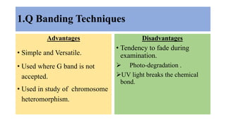 1.Q Banding Techniques
Advantages
• Simple and Versatile.
• Used where G band is not
accepted.
• Used in study of chromosome
heteromorphism.
Disadvantages
• Tendency to fade during
examination.
 Photo-degradation .
UV light breaks the chemical
bond.
 