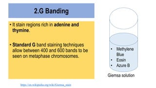 • It stain regions rich in adenine and
thymine.
• Standard G band staining techniques
allow between 400 and 600 bands to be
seen on metaphase chromosomes.
2.G Banding
• Methylene
Blue
• Eosin
• Azure B
Giemsa solution
https://en.wikipedia.org/wiki/Giemsa_stain
 
