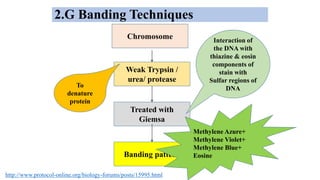 2.G Banding Techniques
Chromosome
Weak Trypsin /
urea/ protease
Treated with
Giemsa
Banding pattern
To
denature
protein
Interaction of
the DNA with
thiazine & eosin
components of
stain with
Sulfar regions of
DNA
Methylene Azure+
Methylene Violet+
Methylene Blue+
Eosine
http://www.protocol-online.org/biology-forums/posts/15995.html
 