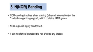 • NOR-banding involves silver staining (silver nitrate solution) of the
"nucleolar organizing region", which contains rRNA genes.
• NOR region is highly condensed.
• It can neither be expressed to nor encode any protein
3. N(NOR) Banding
 