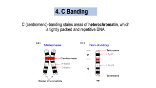 C (centromeric)-banding stains areas of heterochromatin, which
is tightly packed and repetitive DNA.
4. C Banding
 