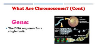 Gene:
 The DNA sequence for a
single trait.
What Are Chromosomes? (Cont)
 