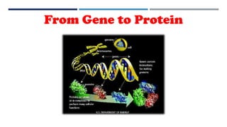From Gene to Protein
 