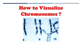 How to Visualize
Chromosomes ?
 