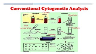 Conventional Cytogenetic Analysis
Culture
Hypotonic
Fixation
Slide
preparation
Staining
 