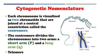 Cytogenetic Nomenclature
 Each chromosome is visualized
as two chromatids that are
joined at a central
constriction called the
centromere.
 The centromere divides the
chromosomes into two arms: a
short arm (P) and a long
arm (q)
 Telomere
 