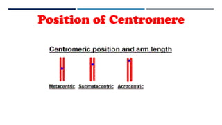 Position of Centromere
 