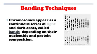 Banding Techniques
 Chromosomes appear as a
continuous series of light
and dark areas, called
bands depending on their
nucleotide and protein
composition.
 