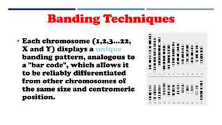  Each chromosome (1,2,3...22,
X and Y) displays a unique
banding pattern, analogous to
a "bar code", which allows it
to be reliably differentiated
from other chromosomes of
the same size and centromeric
position.
Banding Techniques
 