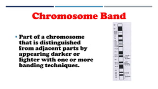 Chromosome Band
 Part of a chromosome
that is distinguished
from adjacent parts by
appearing darker or
lighter with one or more
banding techniques.
 