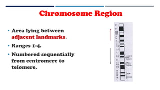 Chromosome Region
 Area lying between
adjacent landmarks.
 Ranges 1-4.
 Numbered sequentially
from centromere to
telomere.
 