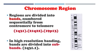  Regions are divided into
bands, numbered
sequentially from
centromere to telomere
(1q31).(21q22).(19p13)
 In high resolution banding,
bands are divided into sub-
bands. (1q31.1).
Chromosome Region
 