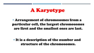 A Karyotype
 Arrangement of chromosomes from a
particular cell, the largest chromosomes
are first and the smallest ones are last.
 It is a description of the number and
structure of the chromosomes.
 
